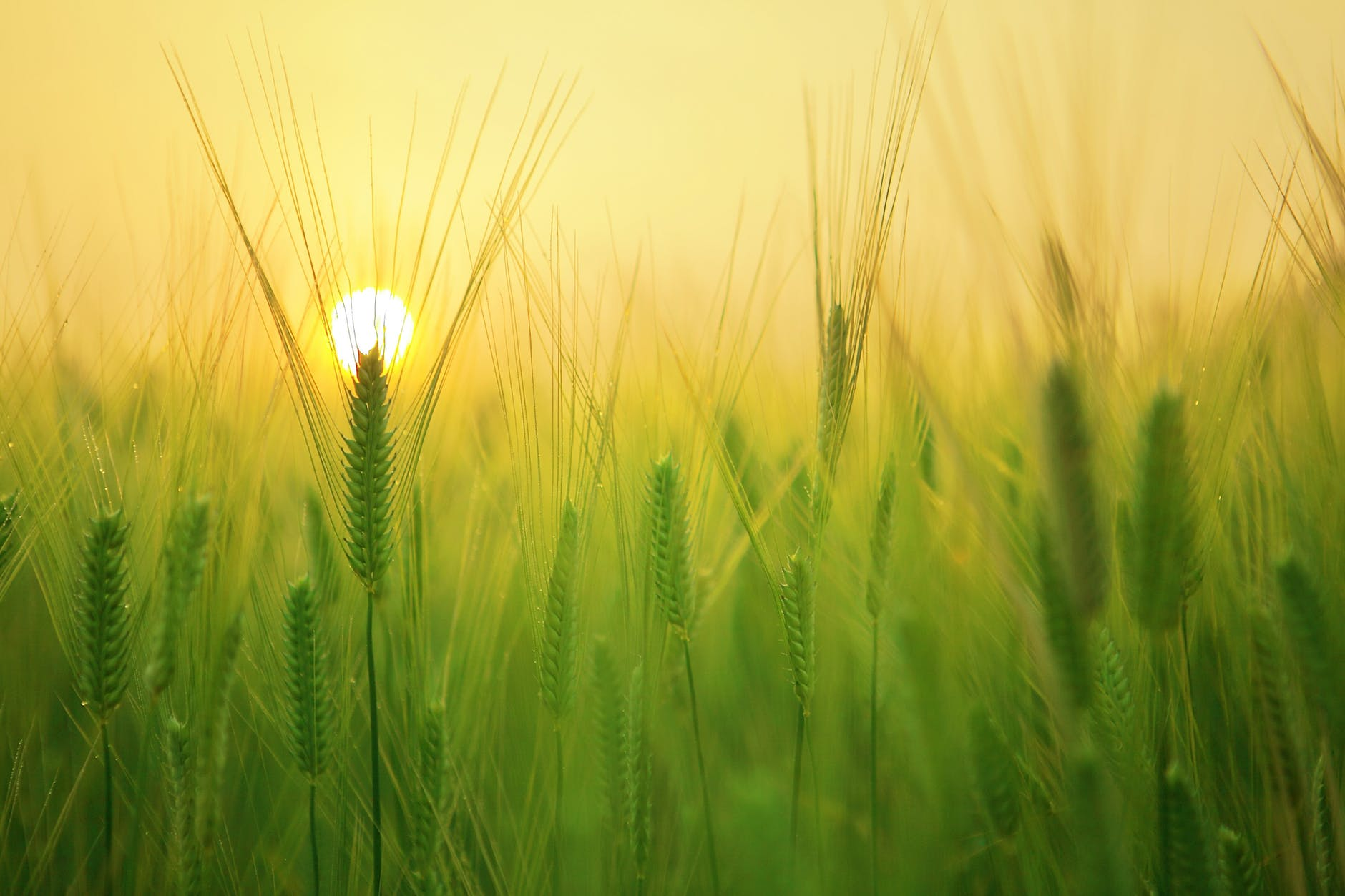 Sunrise on a cornfield