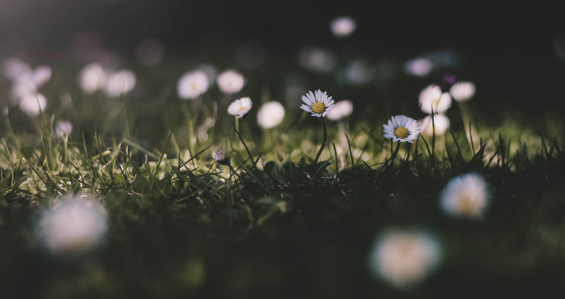 Photo of daisies