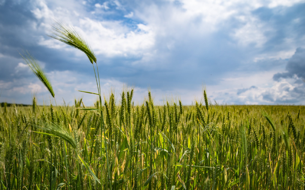 Fields of wheat